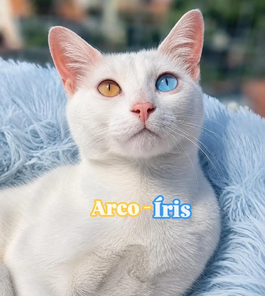 Arco-íris, gato de porte pequeno para adoção em Rio de Janeiro - RJ