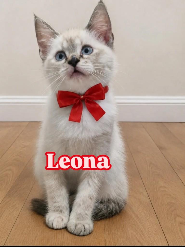 Leona, gata de porte pequeno para adoção em Rio de Janeiro - RJ