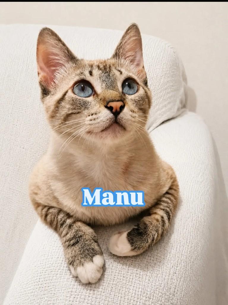 Manu, gata de porte pequeno para adoção em Rio de Janeiro - RJ