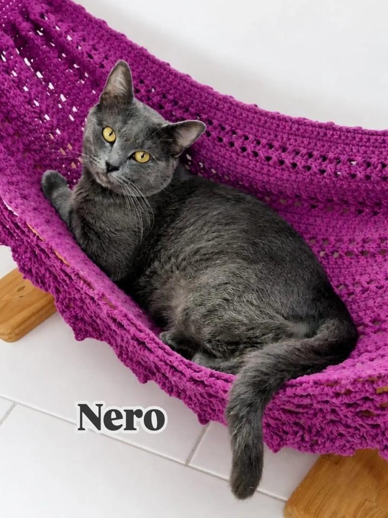 Nero, gato de porte pequeno para adoção em Rio de Janeiro - RJ