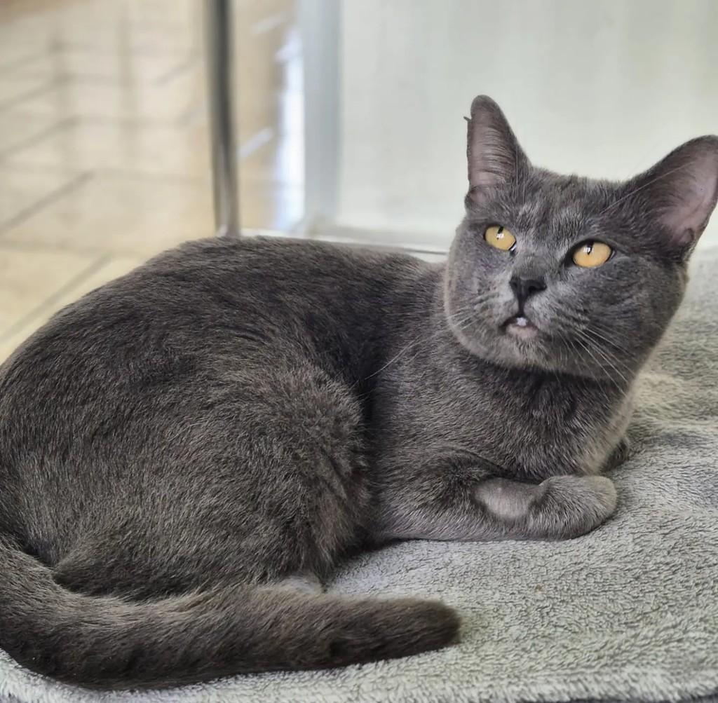 Nero, gato de porte pequeno para adoção em Rio de Janeiro - RJ — foto 2 de 5
