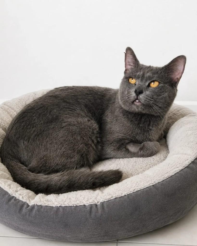 Nero, gato de porte pequeno para adoção em Rio de Janeiro - RJ — foto 3 de 5