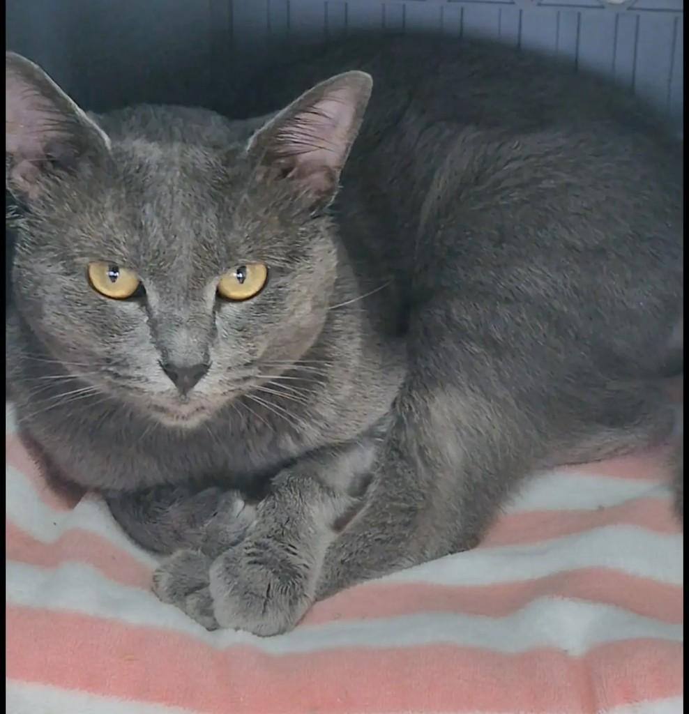 Nero, gato de porte pequeno para adoção em Rio de Janeiro - RJ — foto 4 de 5