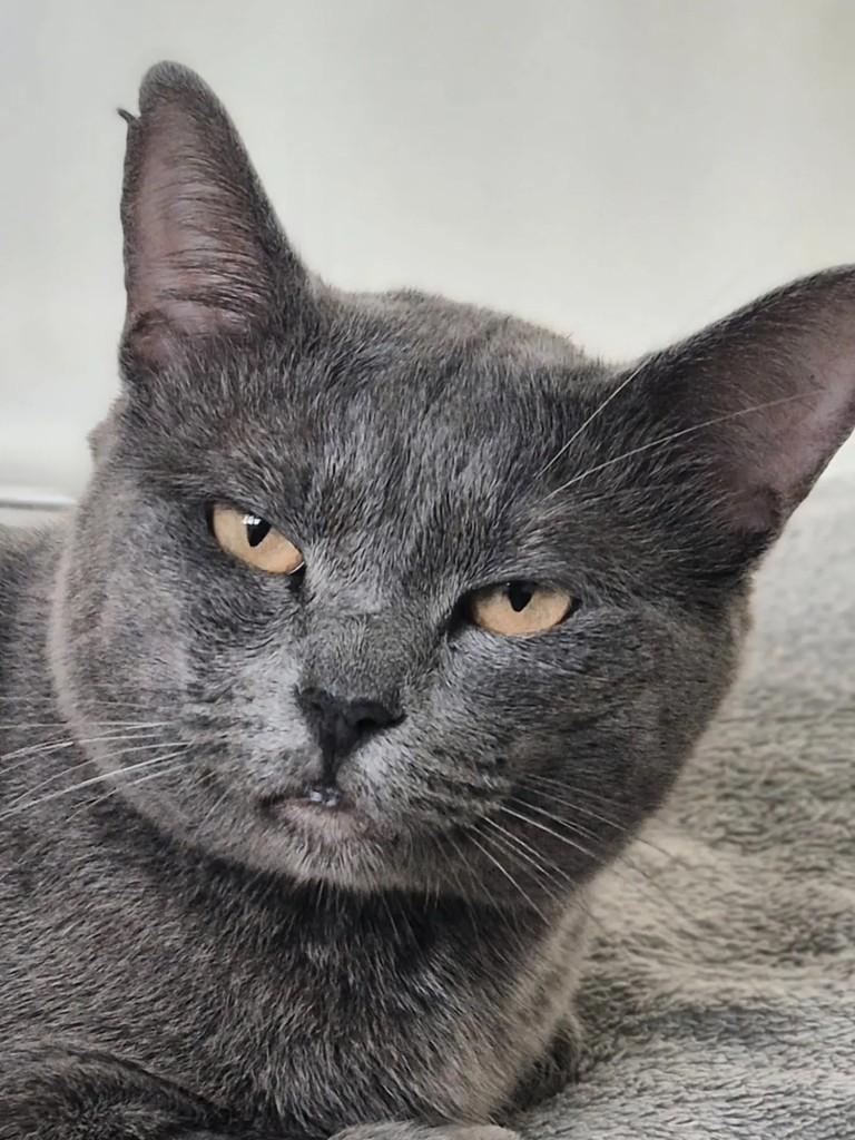 Nero, gato de porte pequeno para adoção em Rio de Janeiro - RJ — foto 5 de 5
