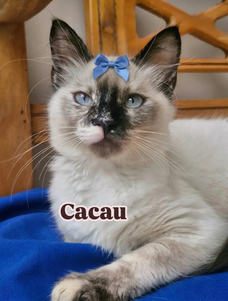 Cacau, gata de porte pequeno para adoção em Rio de Janeiro - RJ