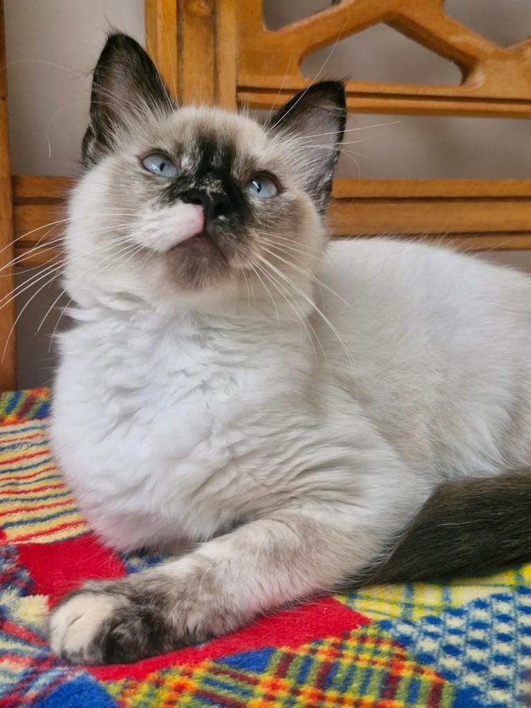 Cacau, gata de porte pequeno para adoção em Rio de Janeiro - RJ — foto 2 de 10