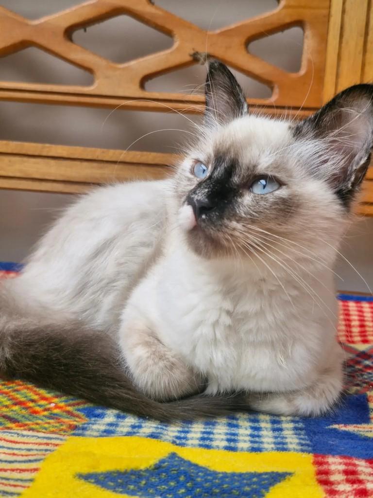 Cacau, gata de porte pequeno para adoção em Rio de Janeiro - RJ — foto 3 de 10