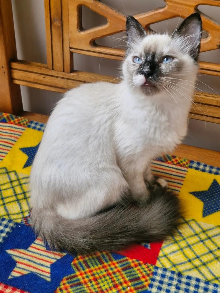 Cacau, gata de porte pequeno para adoção em Rio de Janeiro - RJ — foto 4 de 10