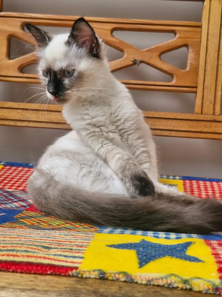 Cacau, gata de porte pequeno para adoção em Rio de Janeiro - RJ — foto 5 de 10