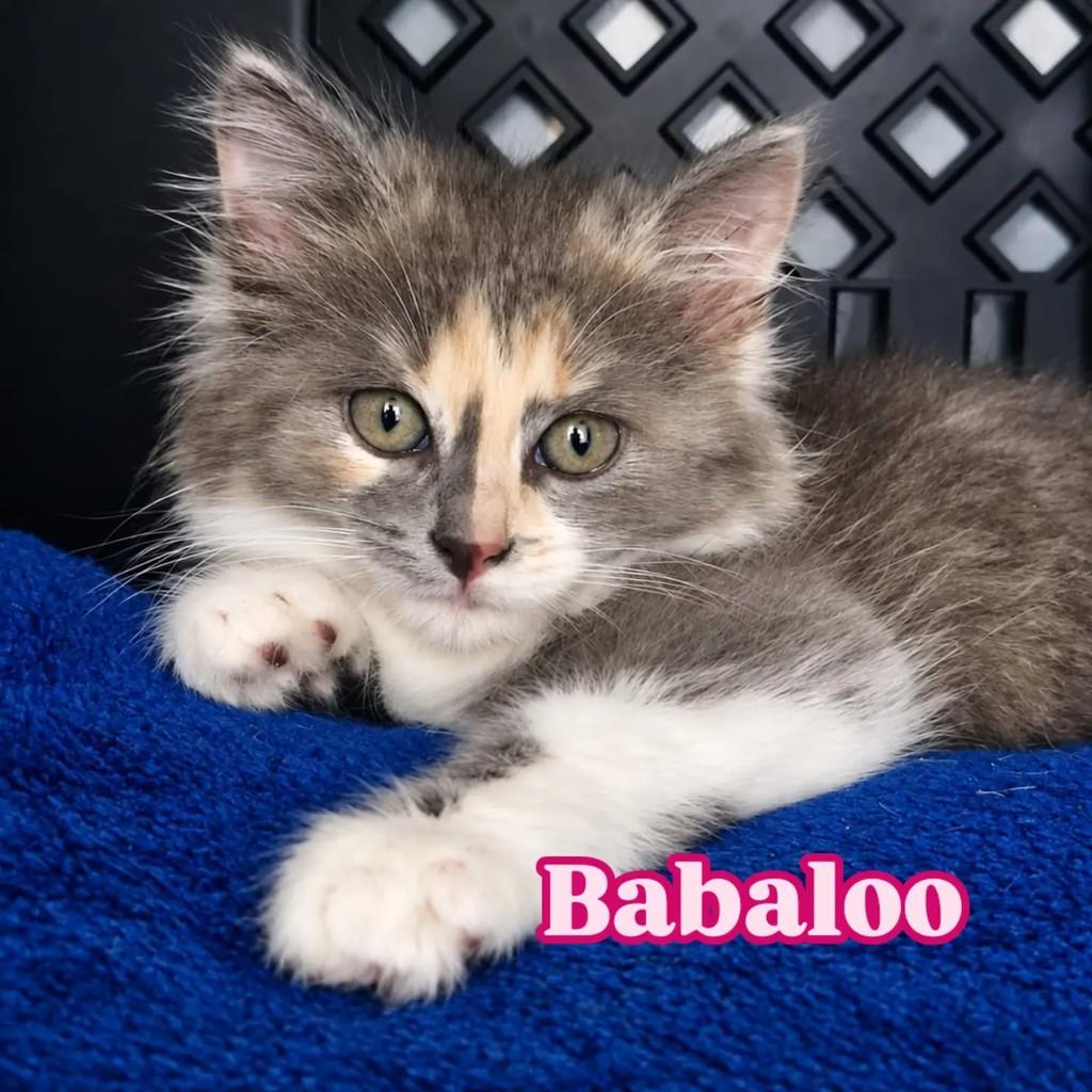 Babaloo, gata de porte pequeno para adoção em Rio de Janeiro - RJ