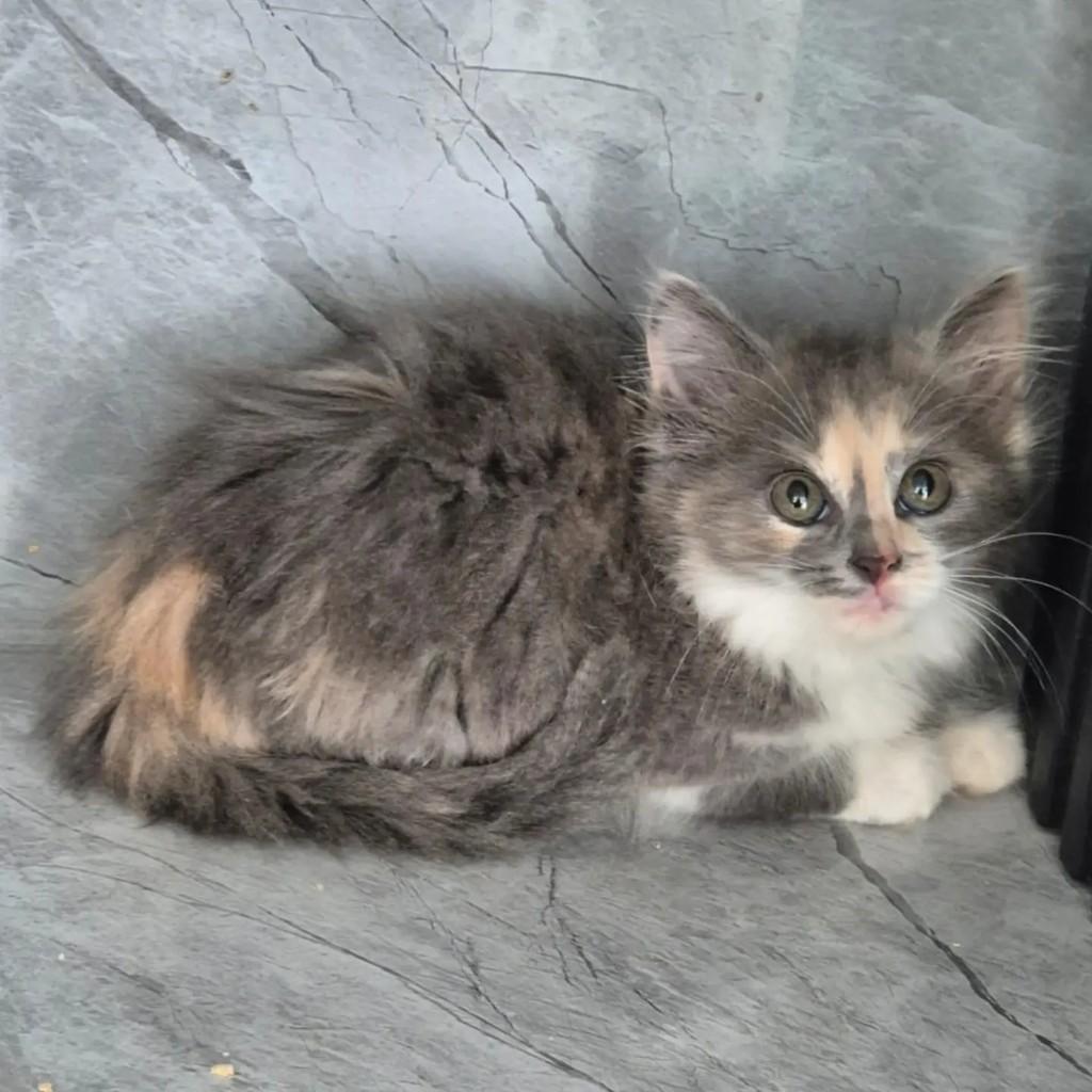 Babaloo, gata de porte pequeno para adoção em Rio de Janeiro - RJ — foto 4 de 5