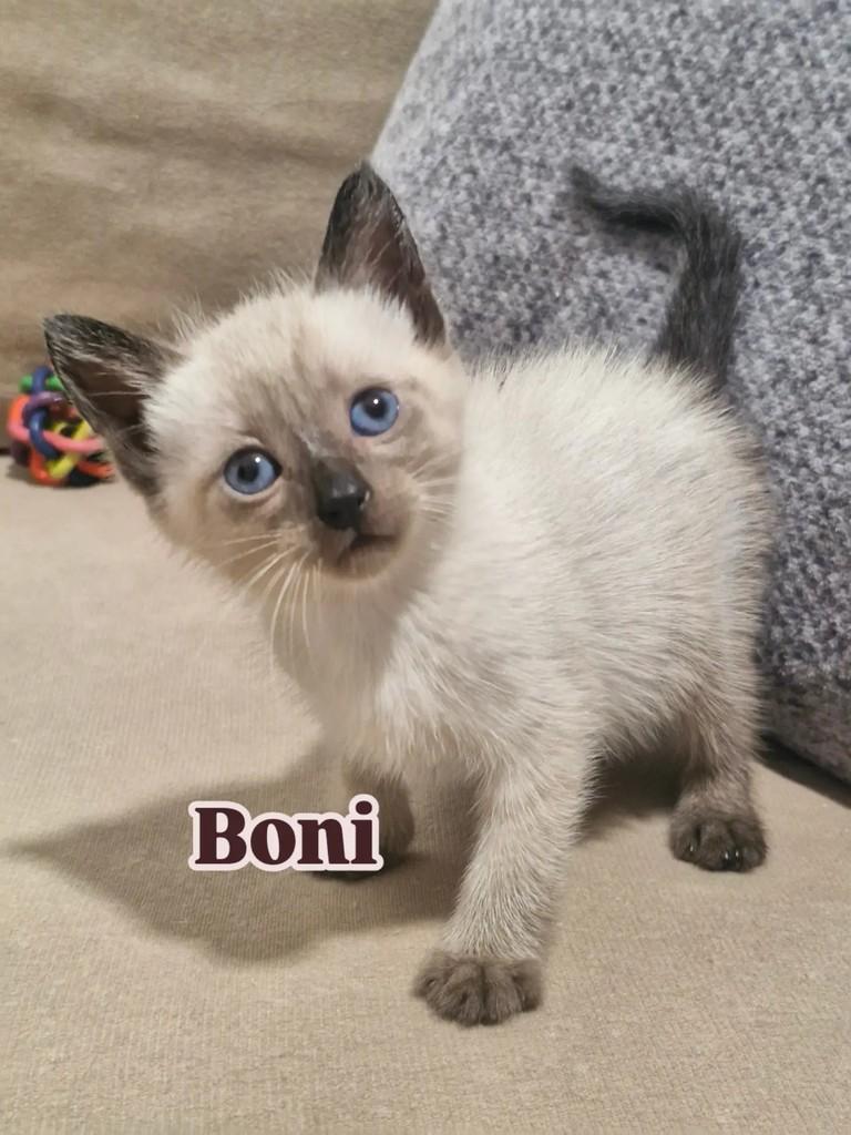 Boni, gato de porte pequeno para adoção em Rio de Janeiro - RJ