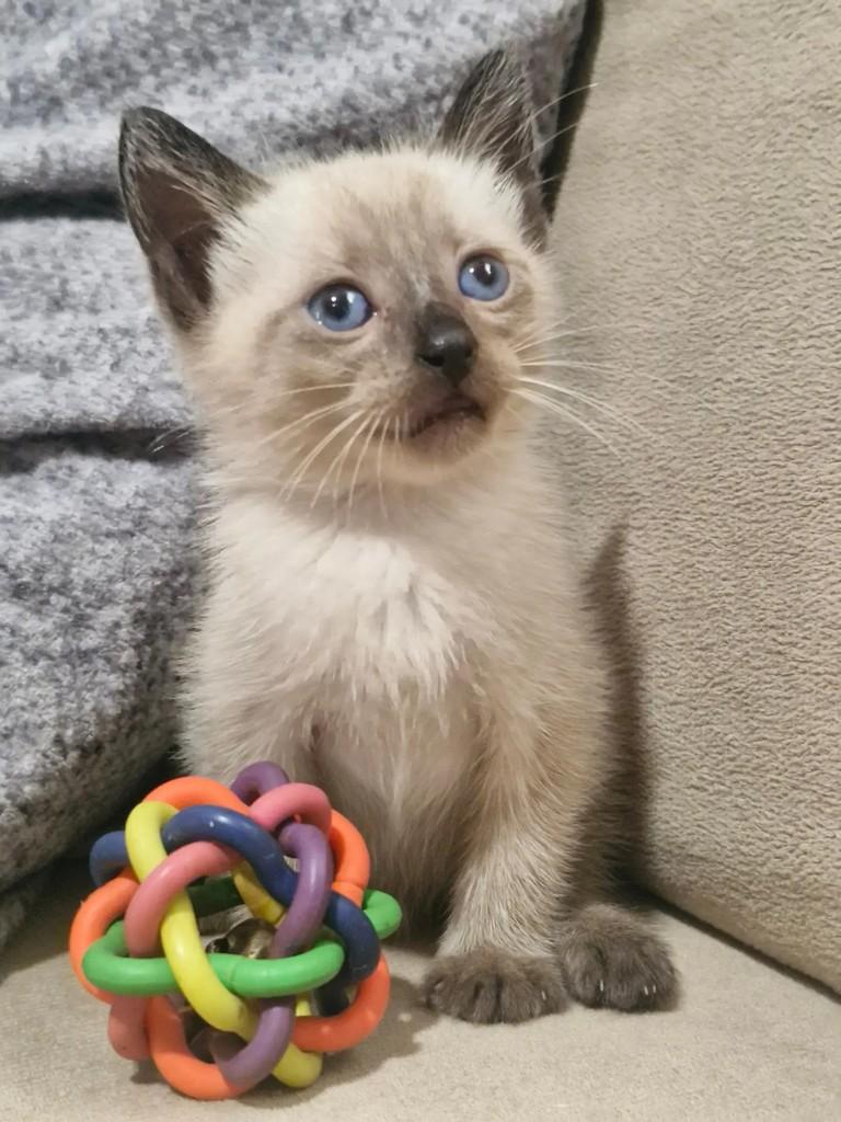 Boni, gato de porte pequeno para adoção em Rio de Janeiro - RJ — foto 2 de 9