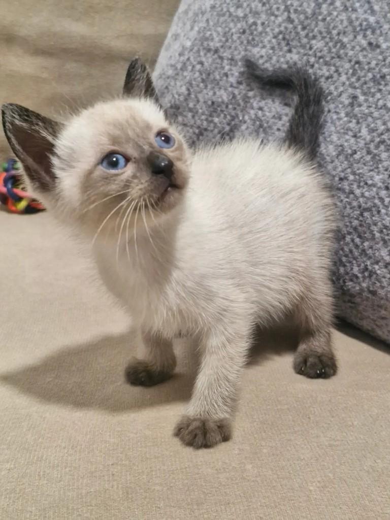 Boni, gato de porte pequeno para adoção em Rio de Janeiro - RJ — foto 5 de 9