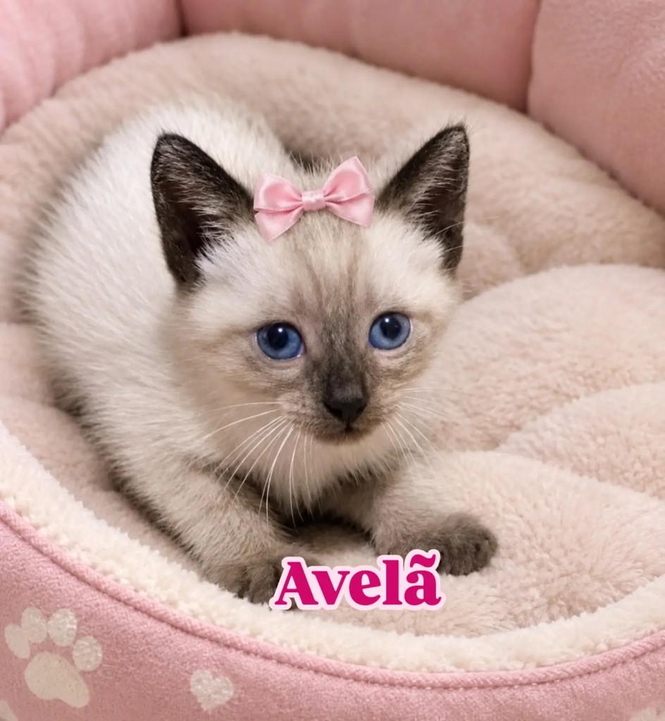 Avelã, gata de porte pequeno para adoção em Rio de Janeiro - RJ