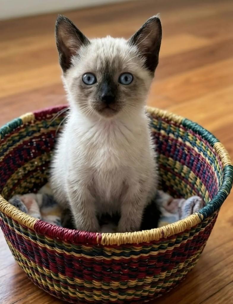 Avelã, gata de porte pequeno para adoção em Rio de Janeiro - RJ — foto 4 de 6