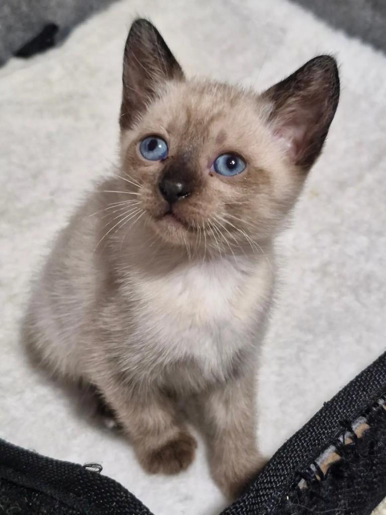 Avelã, gata de porte pequeno para adoção em Rio de Janeiro - RJ — foto 5 de 6