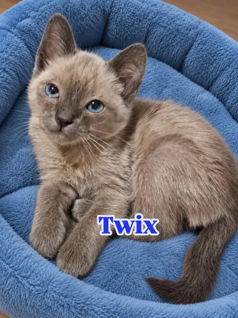 Twix, gato de porte pequeno para adoção em Rio de Janeiro - RJ