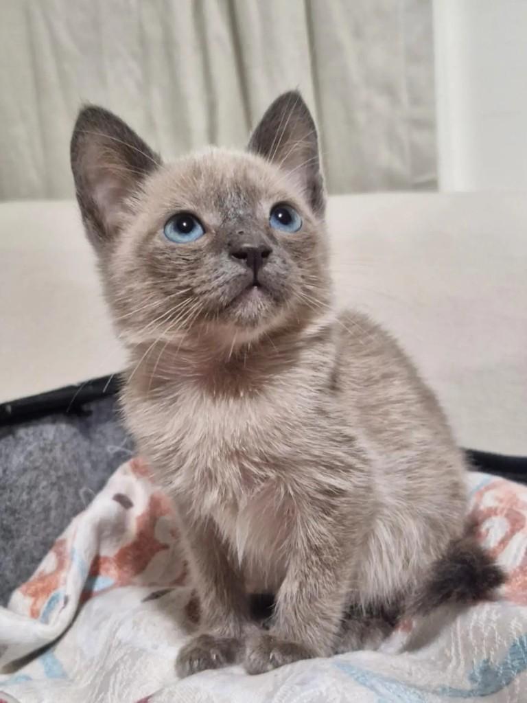 Twix, gato de porte pequeno para adoção em Rio de Janeiro - RJ — foto 2 de 9