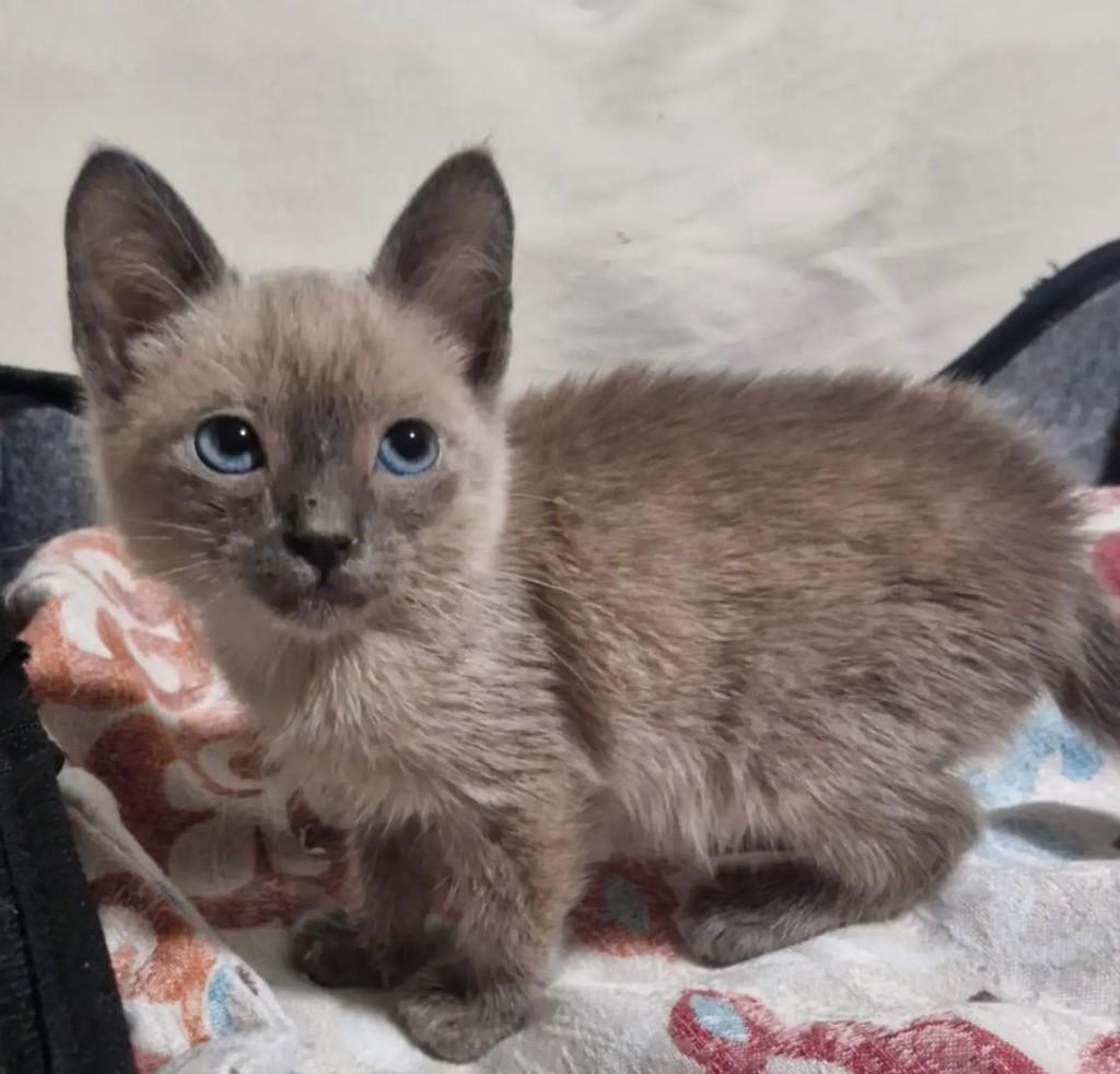 Twix, gato de porte pequeno para adoção em Rio de Janeiro - RJ — foto 3 de 9