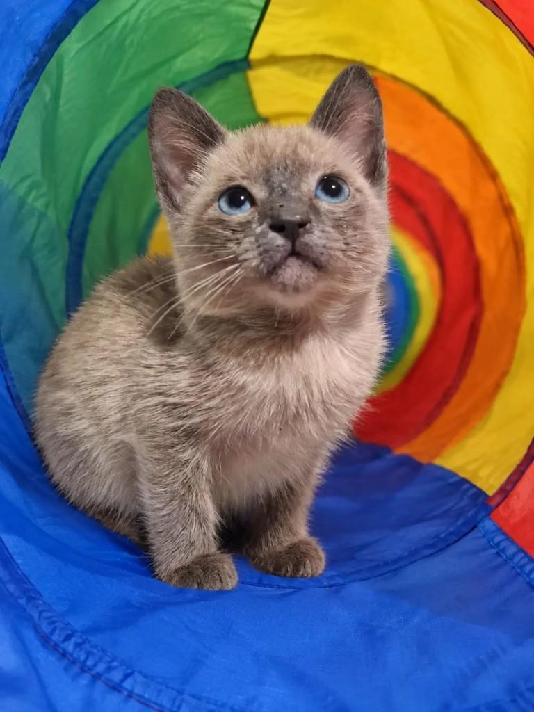 Twix, gato de porte pequeno para adoção em Rio de Janeiro - RJ — foto 5 de 9