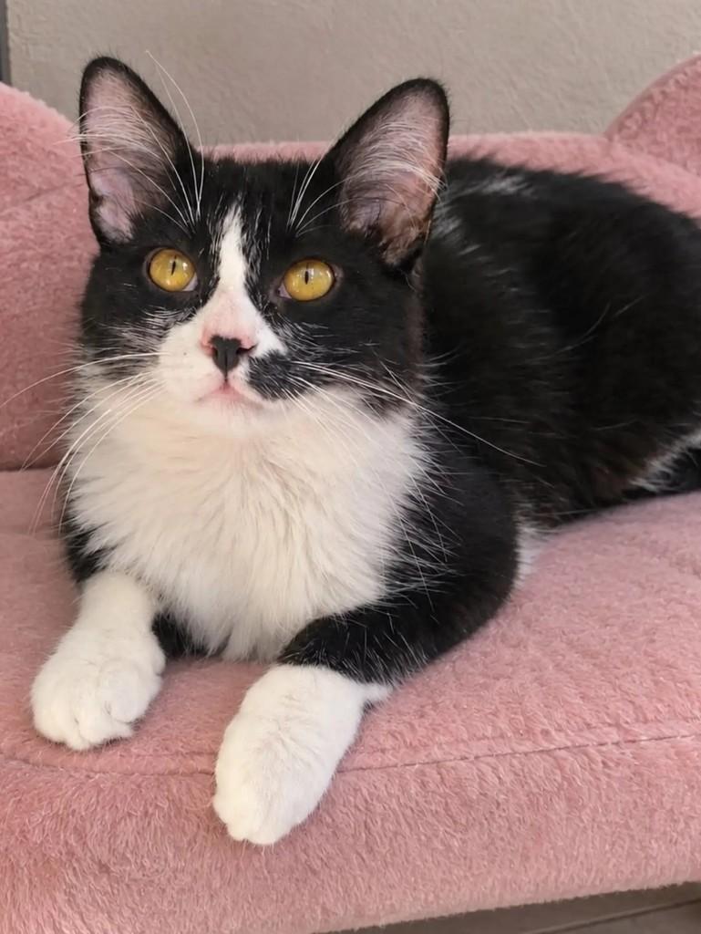 Vivi, gata de porte pequeno para adoção em Rio de Janeiro - RJ — foto 3 de 6