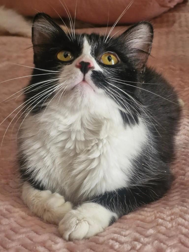 Vivi, gata de porte pequeno para adoção em Rio de Janeiro - RJ — foto 4 de 6