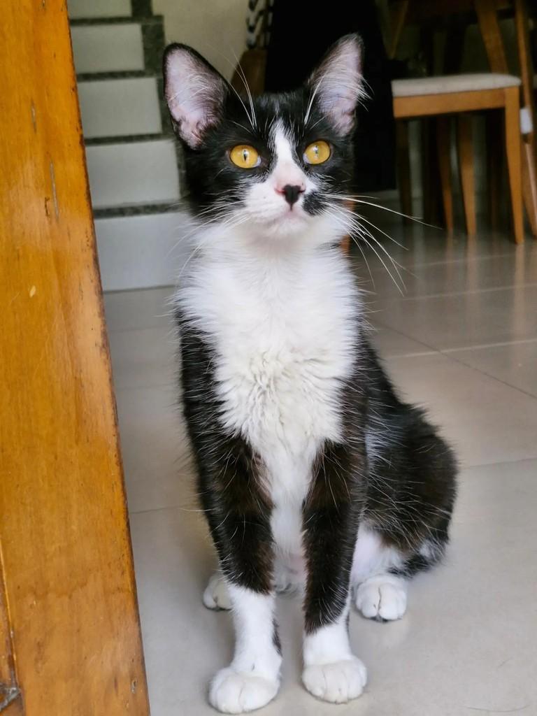 Vivi, gata de porte pequeno para adoção em Rio de Janeiro - RJ — foto 5 de 6