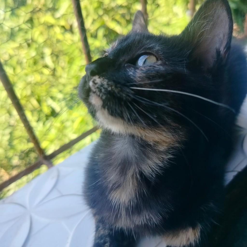 Princesa, gato de porte pequeno para adoção em Cariacica - ES