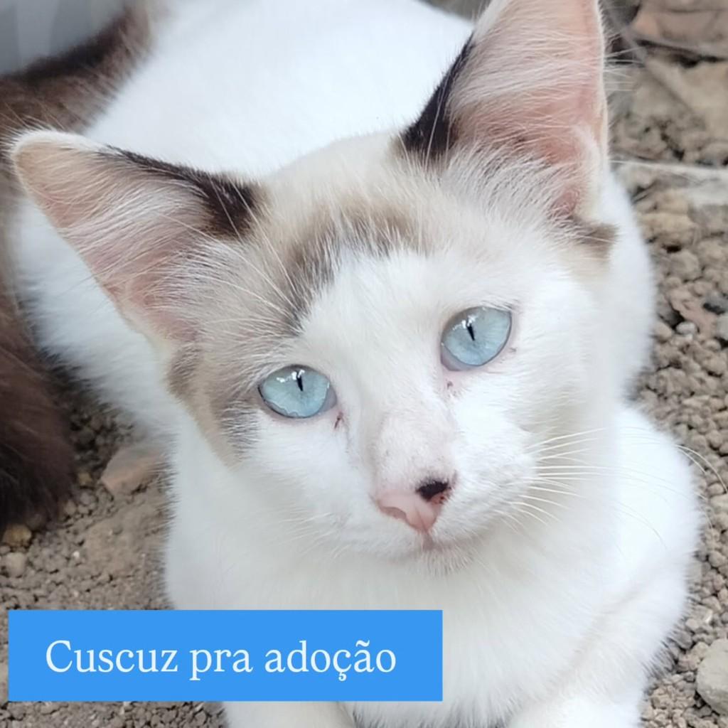 Cuscuz, gato para adoção em Cariacica - ES