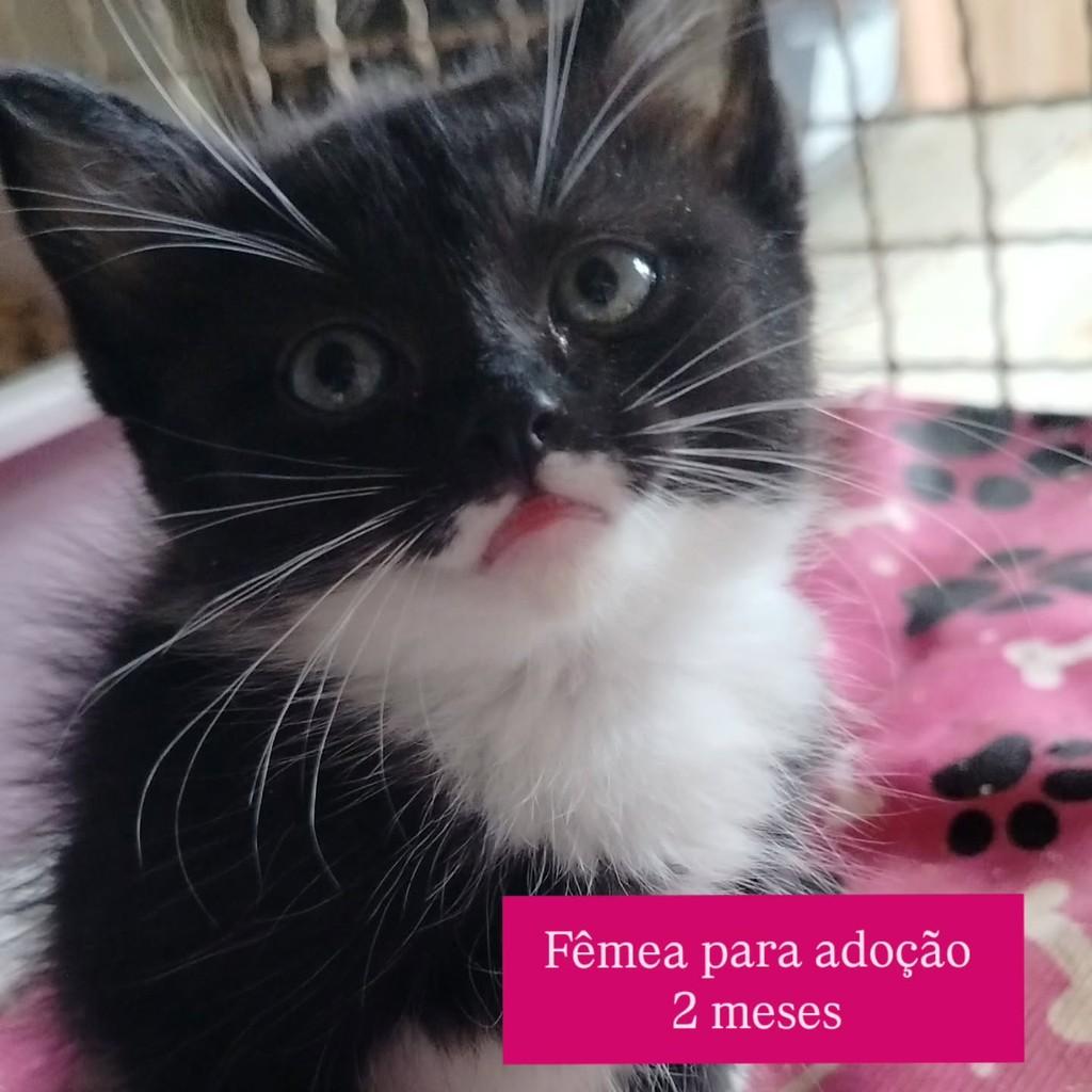 Frajola, gato de porte pequeno para adoção em Cariacica - ES