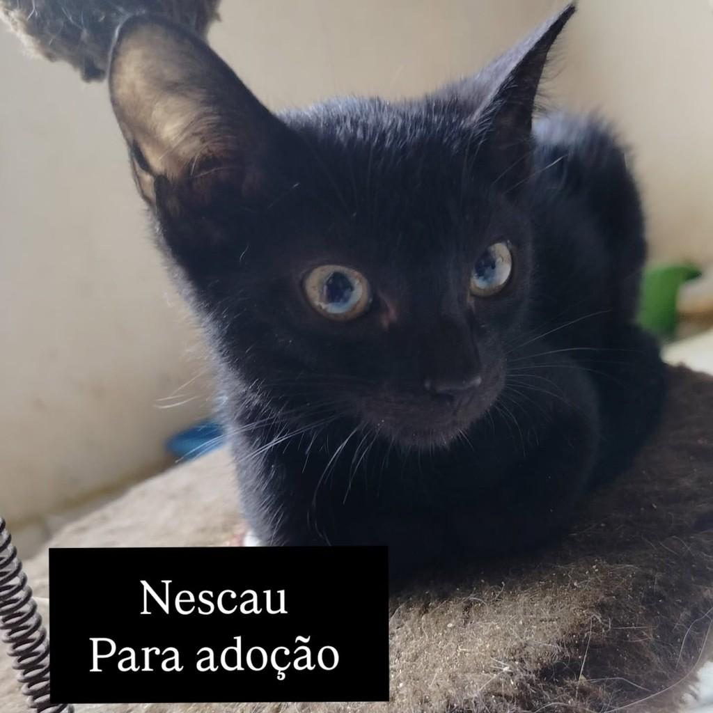 Nescau, gato de porte pequeno para adoção em Cariacica - ES