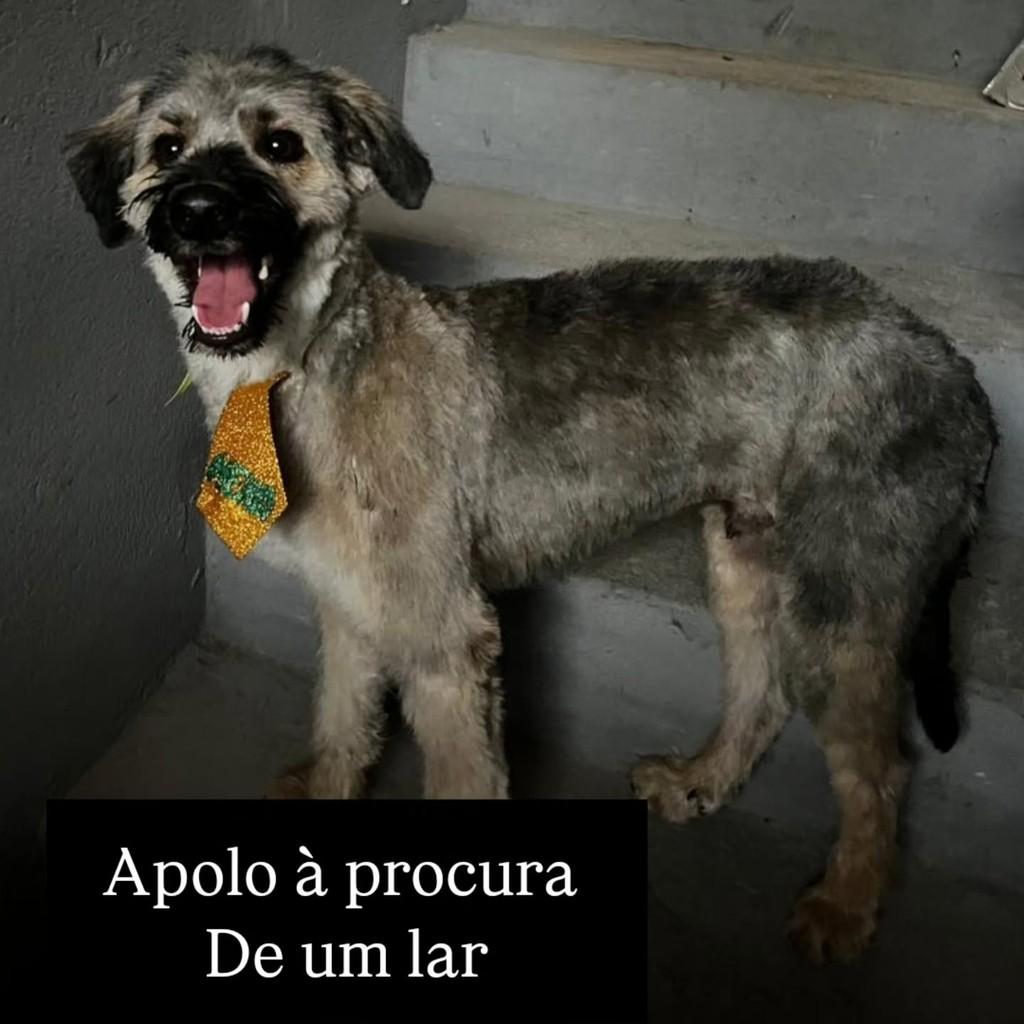 Apolo, cachorro de porte pequeno para adoção em Cariacica - ES