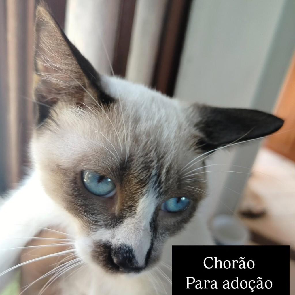 Chorão, gato para adoção em Cariacica - ES