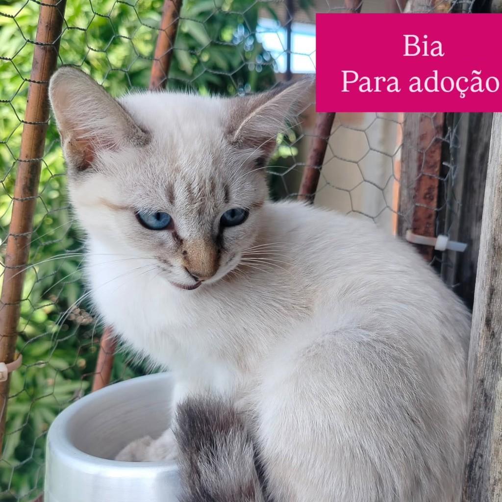 Bia, gata para adoção em Cariacica - ES