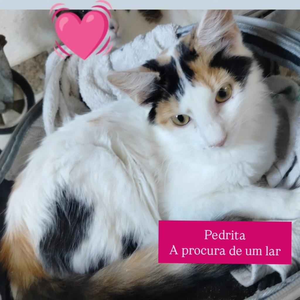 Pedrita, gato de porte pequeno para adoção em Cariacica - ES