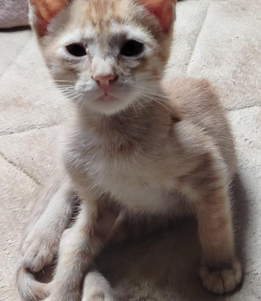 Laranja, gato de porte pequeno para adoção em Cariacica - ES