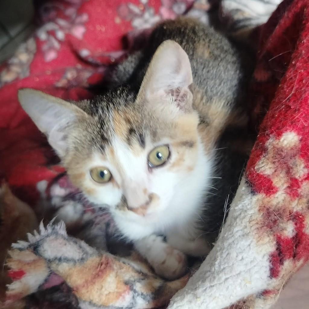 Ternurinha, gato para adoção em Cariacica - ES