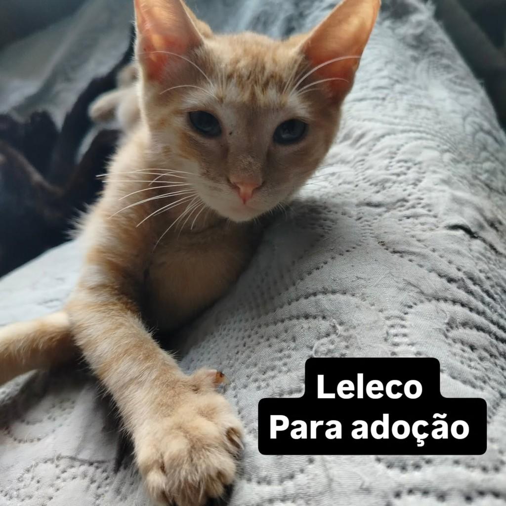 Leleco, gato de porte pequeno para adoção em Cariacica - ES