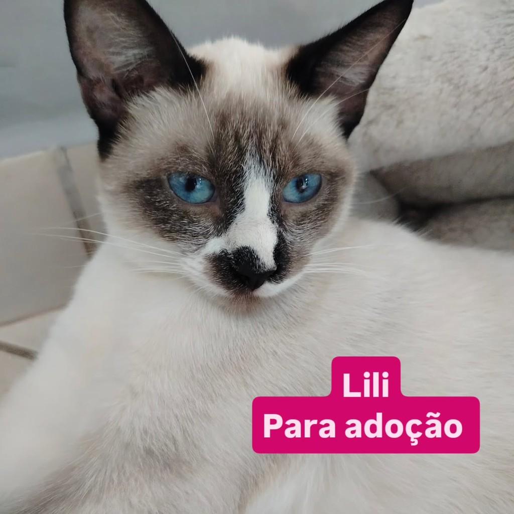Lili, gata de porte médio para adoção em Cariacica - ES