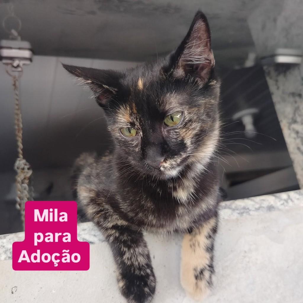 Mila, gata de porte pequeno para adoção em Cariacica - ES
