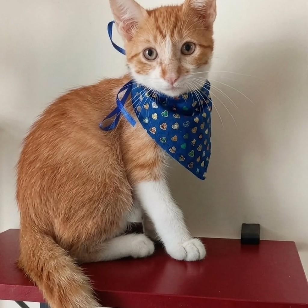 Clark, gato de porte pequeno para adoção em Rio de Janeiro - RJ