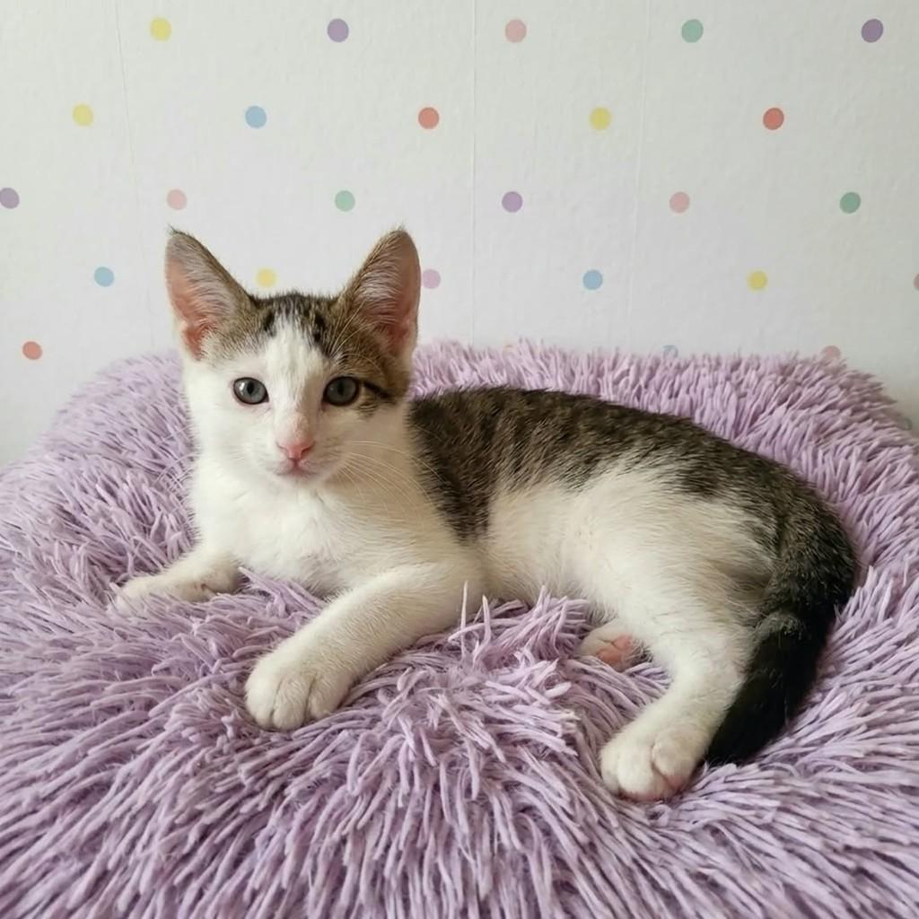 Jony, gato de porte pequeno para adoção em Rio de Janeiro - RJ