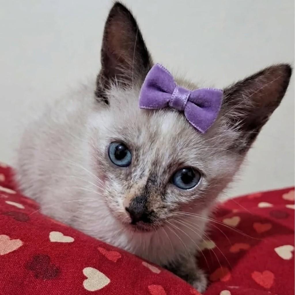 Lana, gato para adoção em Rio de Janeiro - RJ