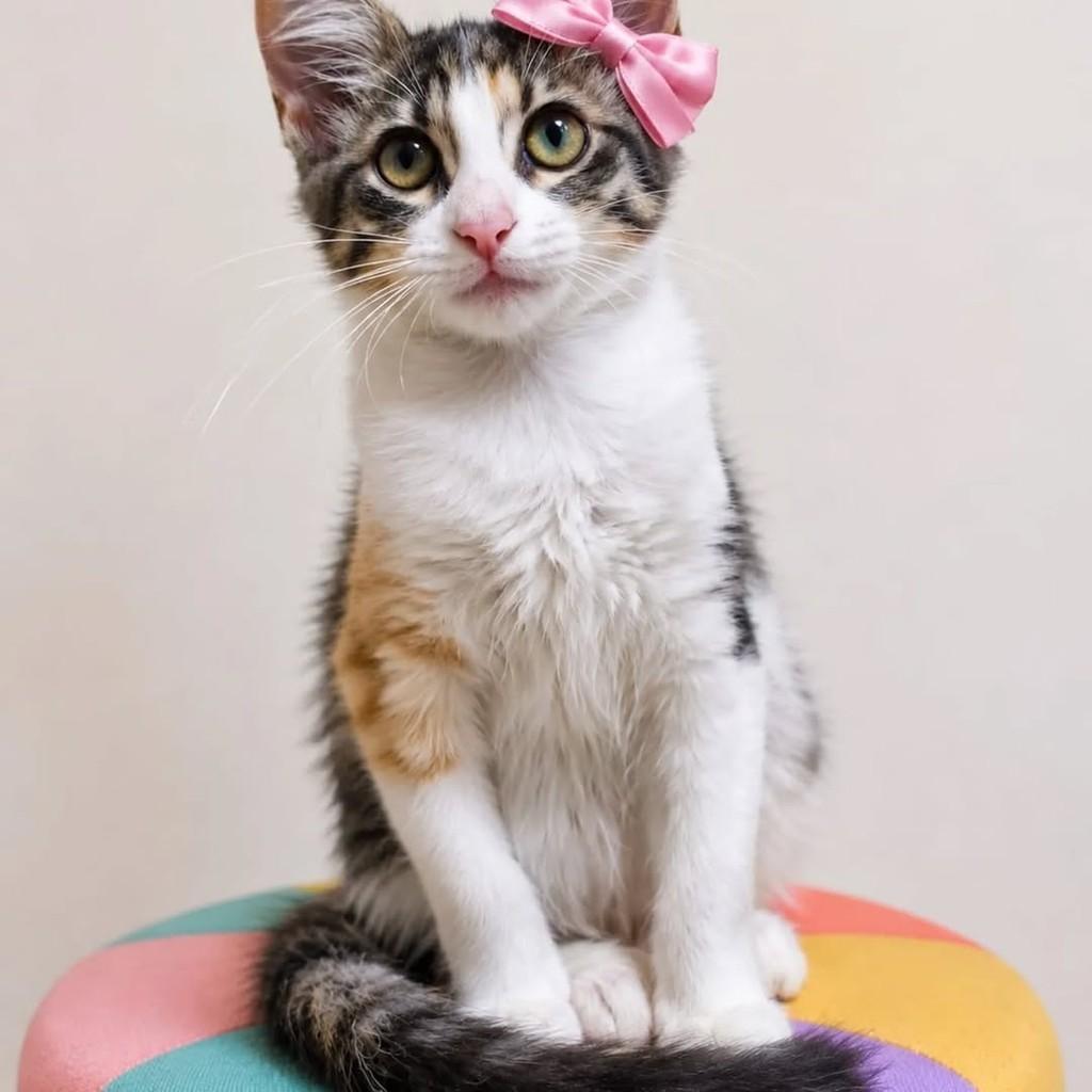 Flower, gato de porte pequeno para adoção em Rio de Janeiro - RJ