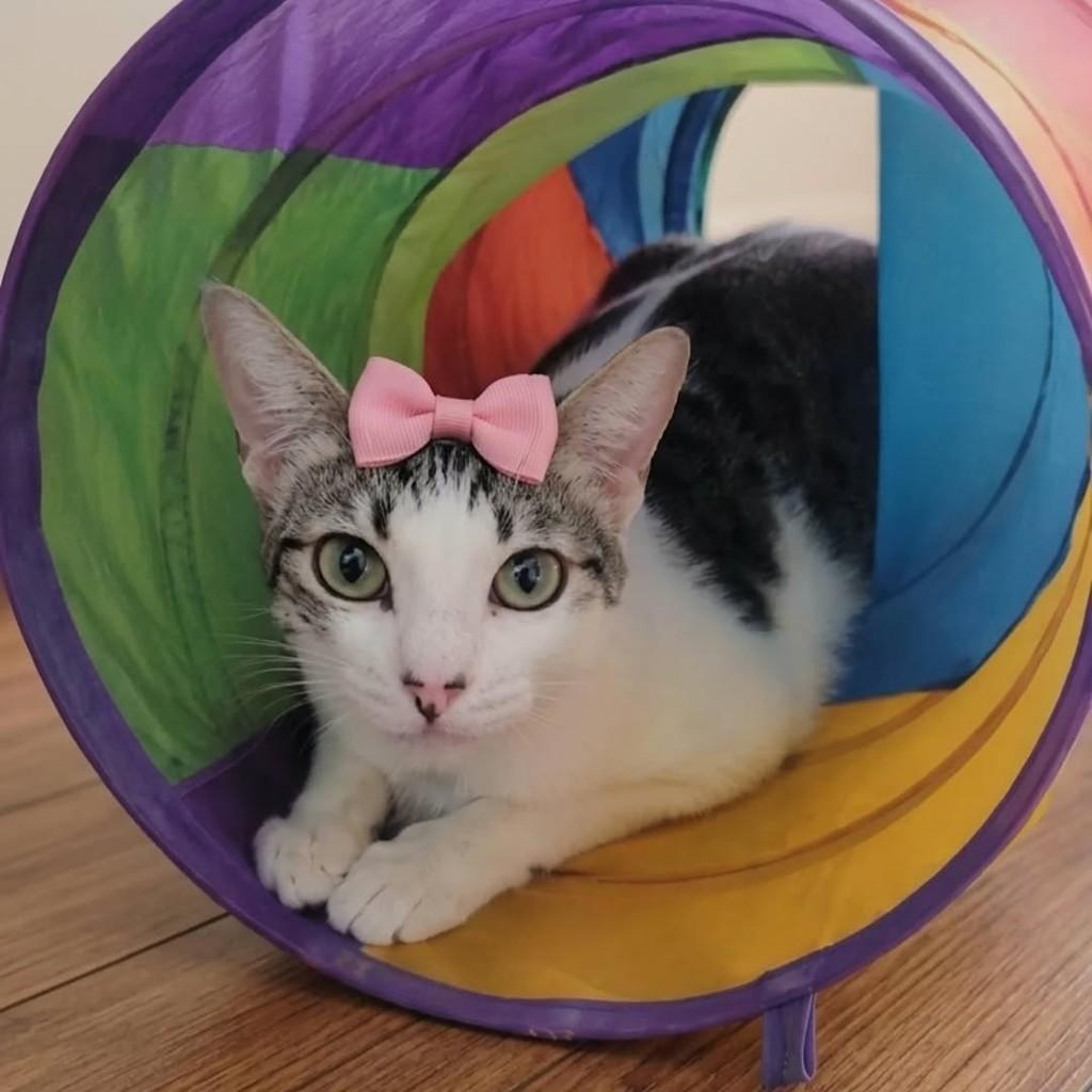 Flora, gato para adoção em Rio de Janeiro - RJ