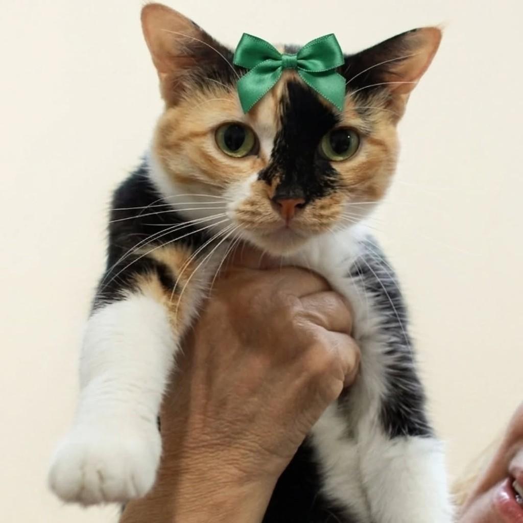 Mel, gata para adoção em Rio de Janeiro - RJ