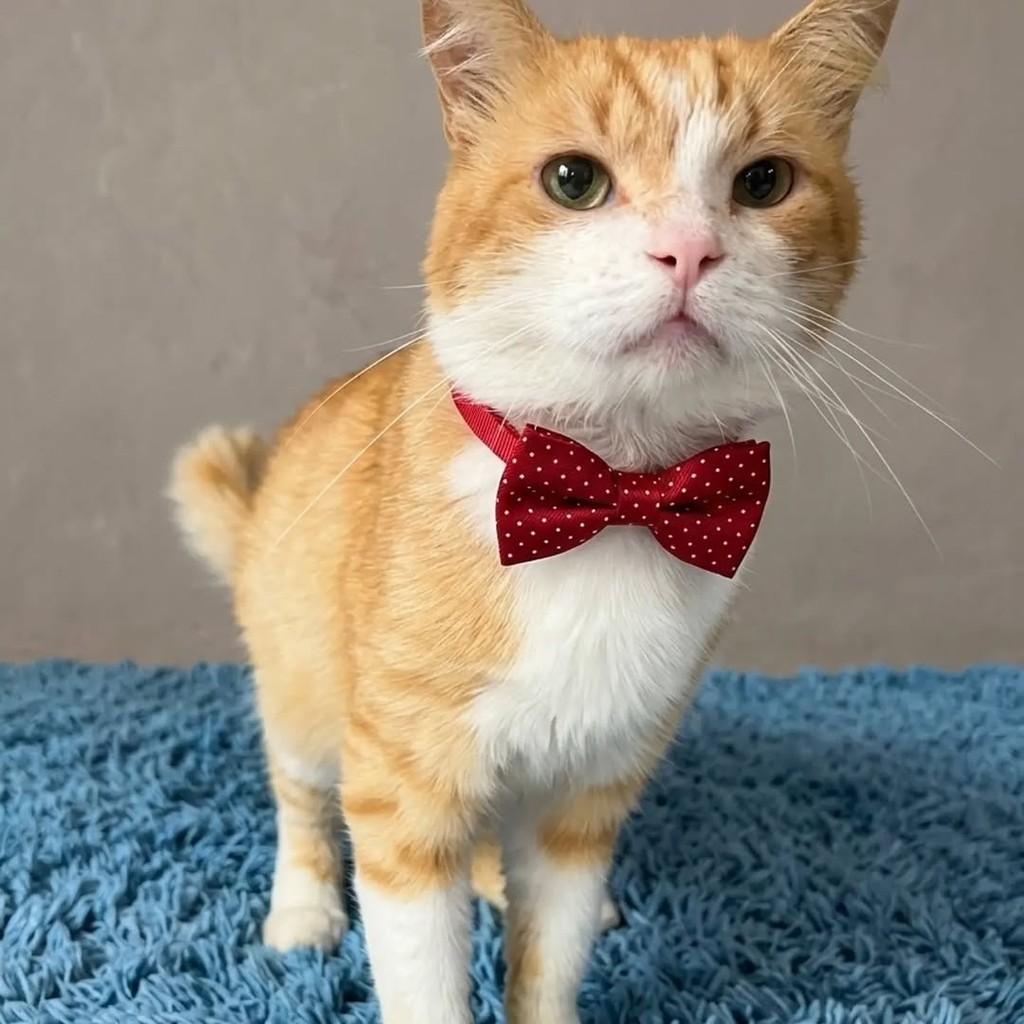 Van Gogh, gato para adoção em Rio de Janeiro - RJ
