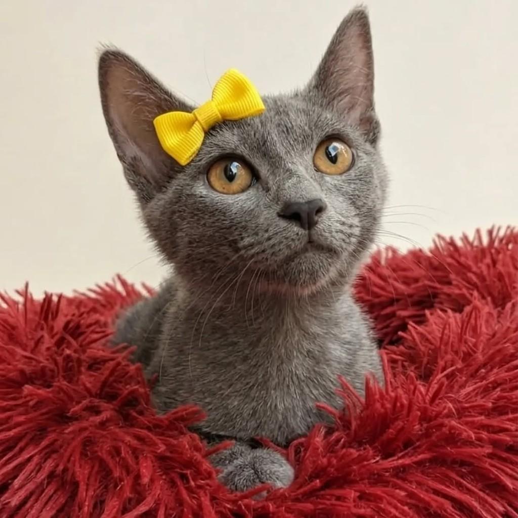 Aurora, gato de porte pequeno para adoção em Rio de Janeiro - RJ