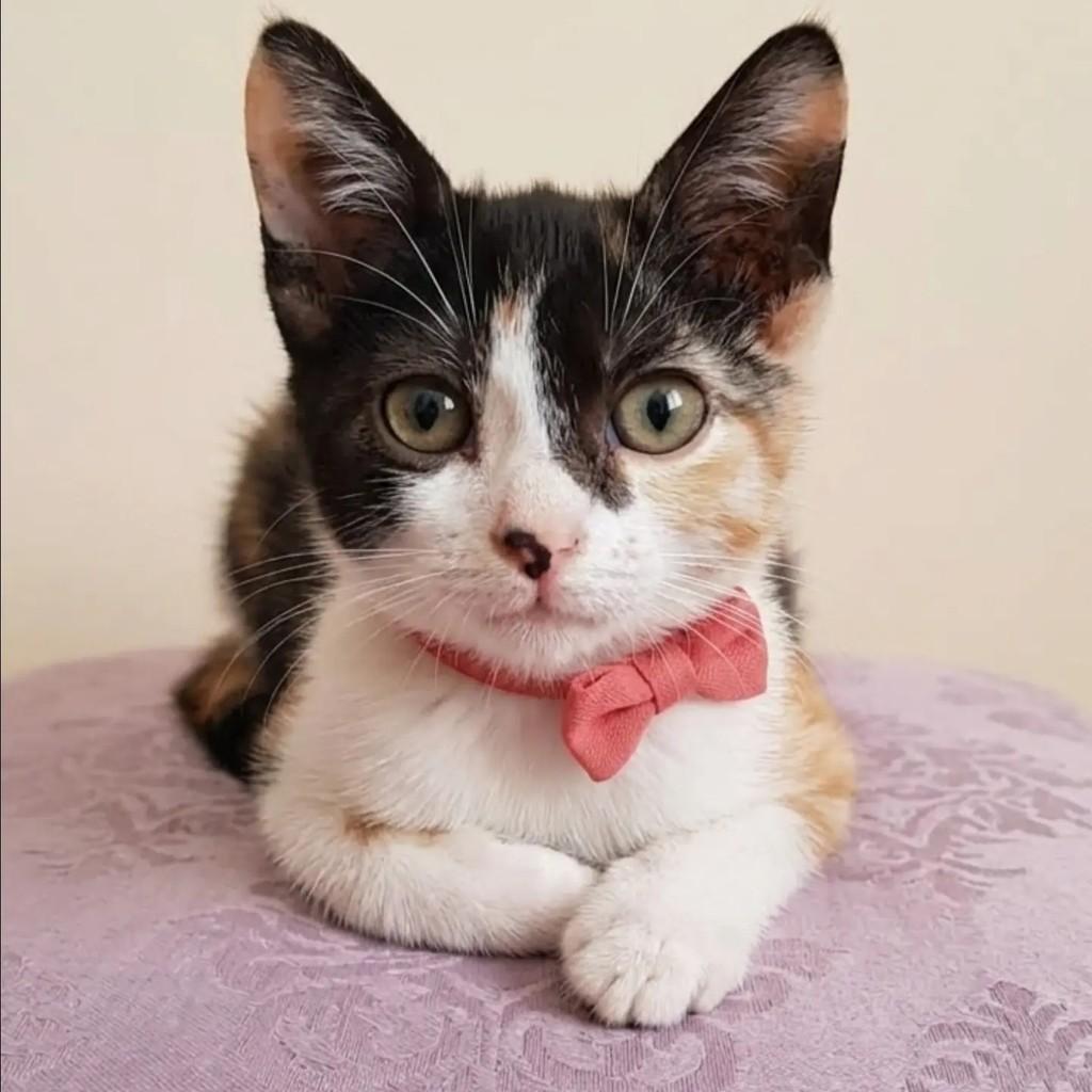 Chiquinha, gato de porte pequeno para adoção em Rio de Janeiro - RJ